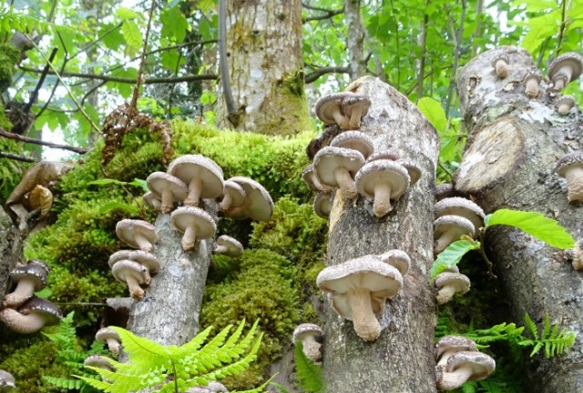 Imatge1 Fungi Natur