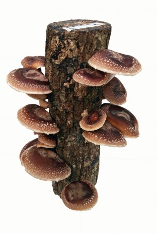 Imagen3 Fungi Natur